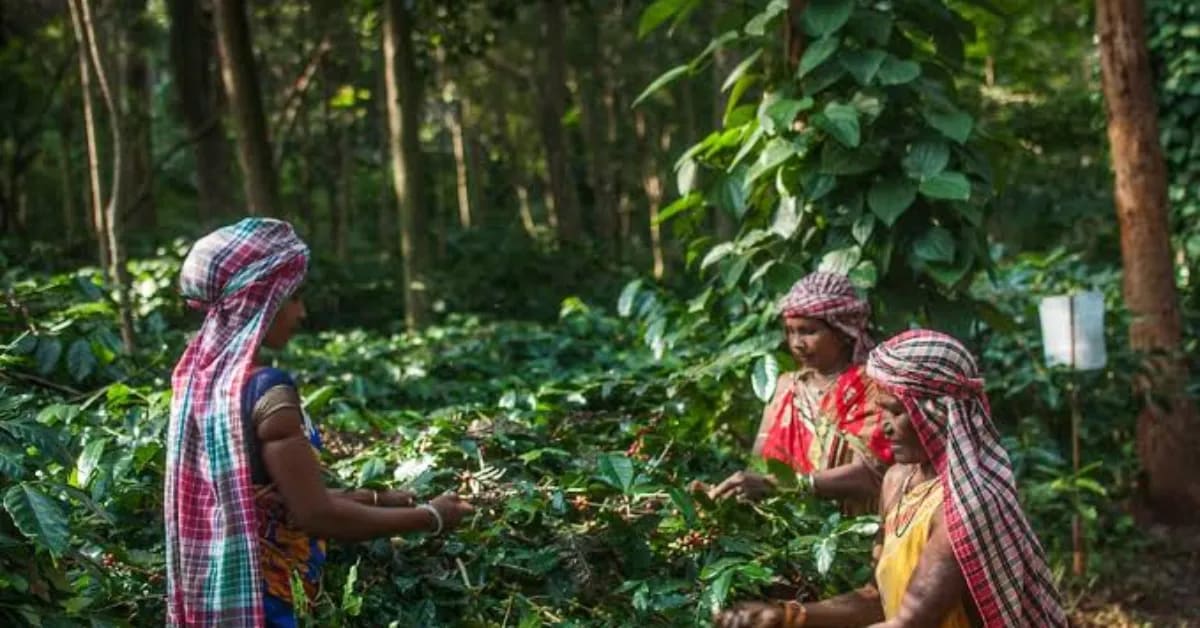 Forest Coffee from India Reaches Global BRICS Summit - Image 4