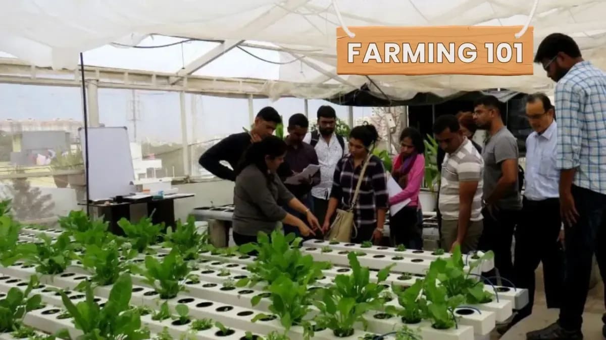 Urban aquaponics system with green leafy vegetables growing above fish tank on terrace