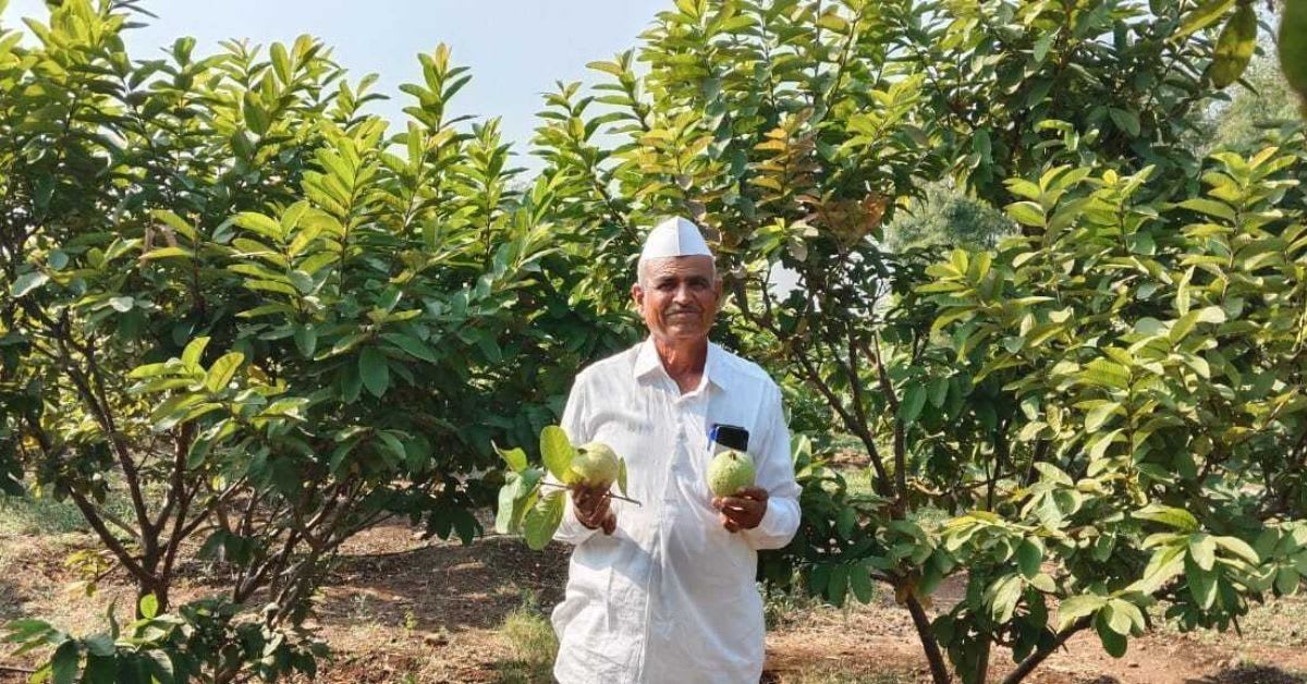 India's 100-Year-Old Guava Now Feeds Millions of Farmers