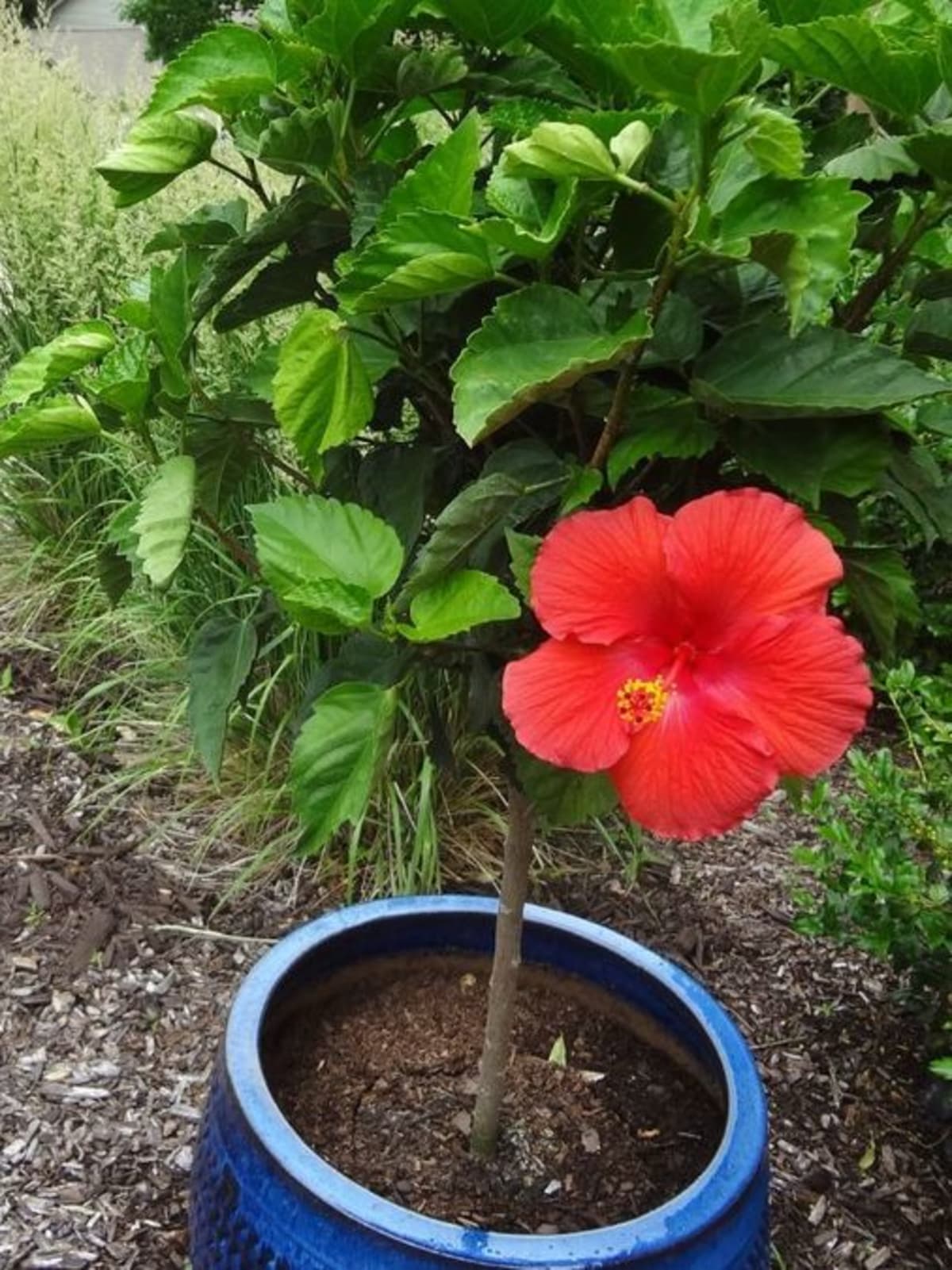 10 Heat-Loving Plants That Thrive in Summer's Hottest Days