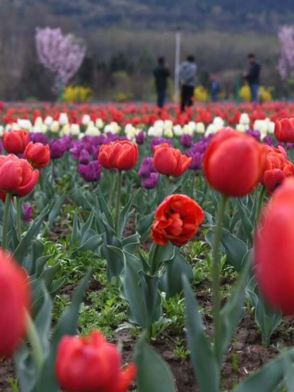 Rows of colorful tulips blooming across hillside garden overlooking Dal Lake in Kashmir