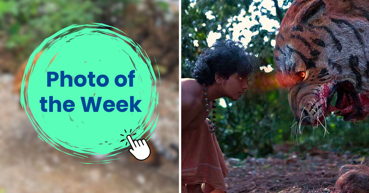 ** Lifelike tiger sculpture made from coconut fiber and banana leaves by Kerala artist Sreejith S S