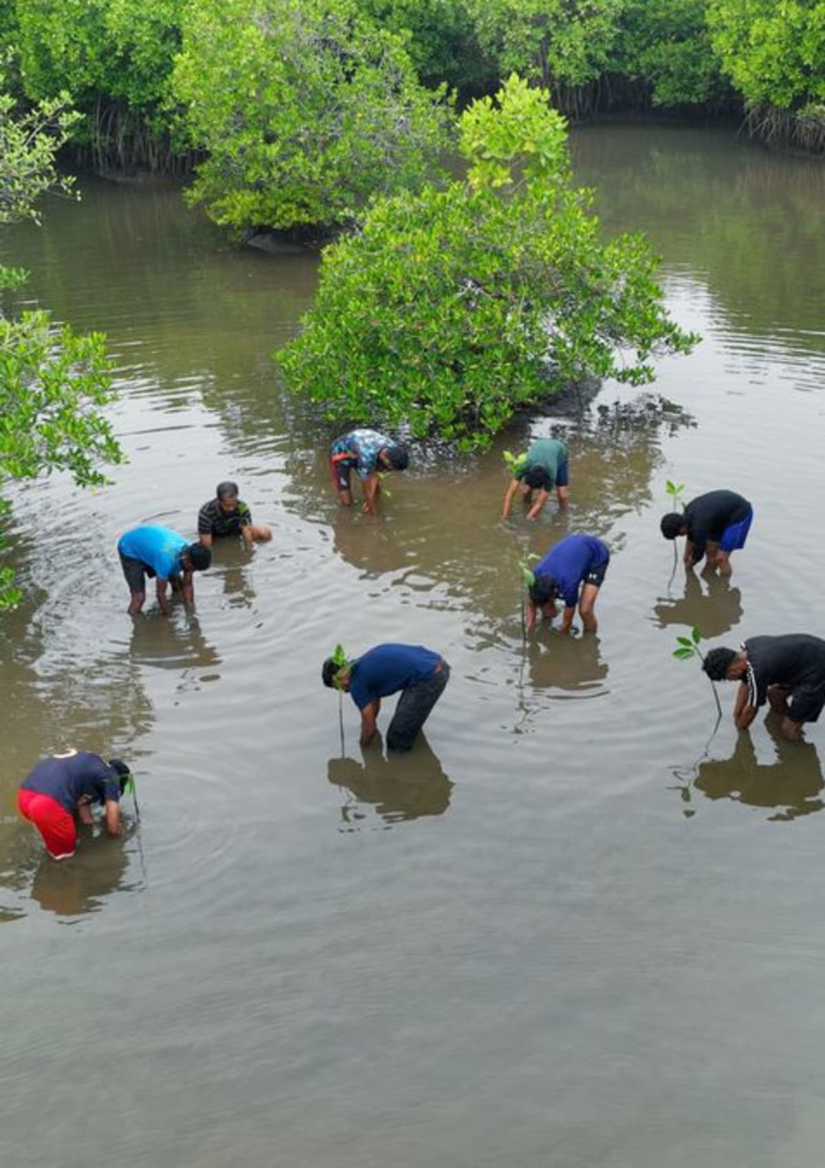 Kannur Coastal Villages Restore 100,000 Mangrove Saplings