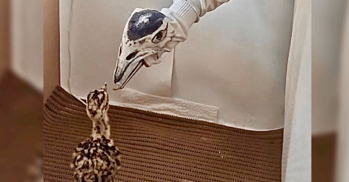 Two young Great Indian Bustard chicks with downy feathers at conservation breeding center in Rajasthan