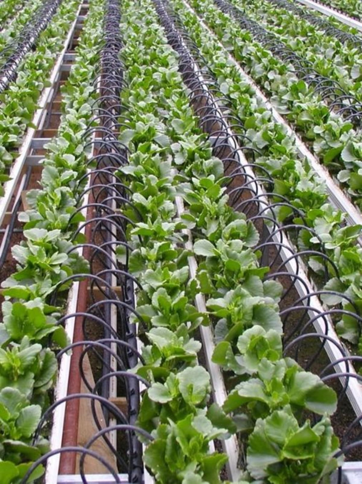 Farmer inspecting healthy green crops growing with drip irrigation water-saving system in field