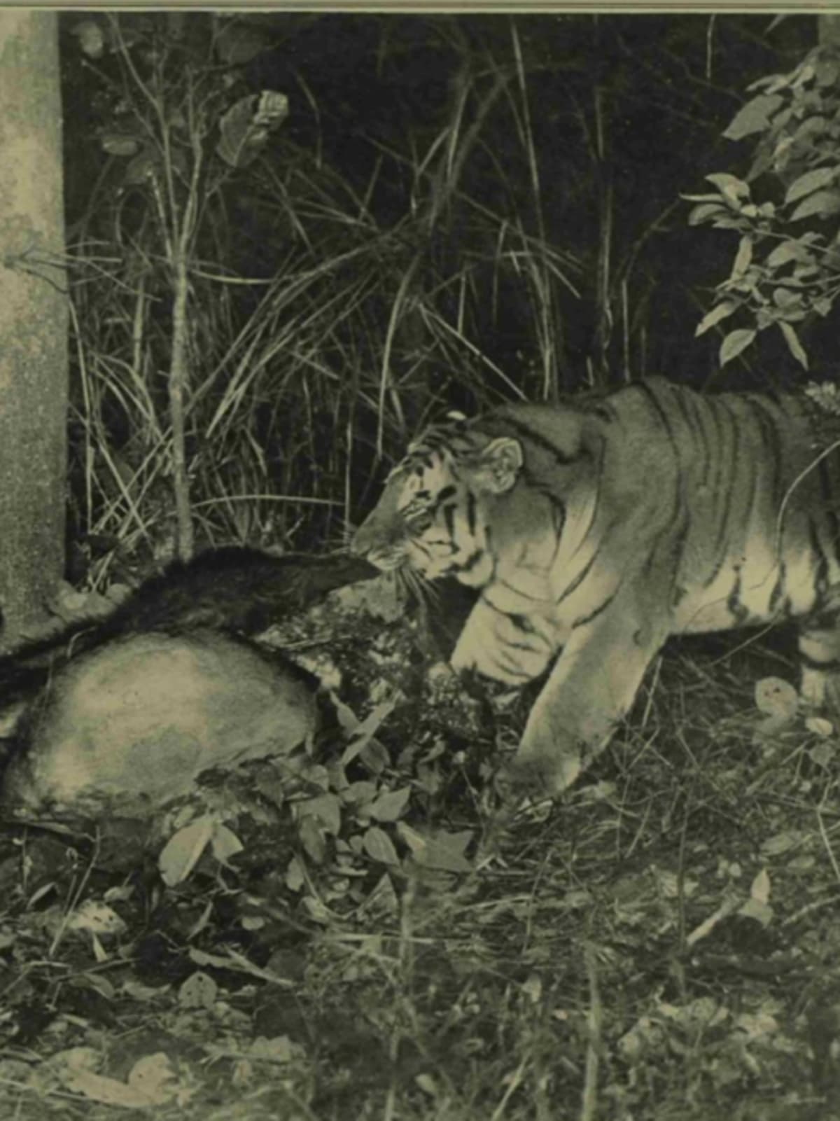 Historic black and white photograph showing wild tiger captured using early camera trap technology in Indian forest