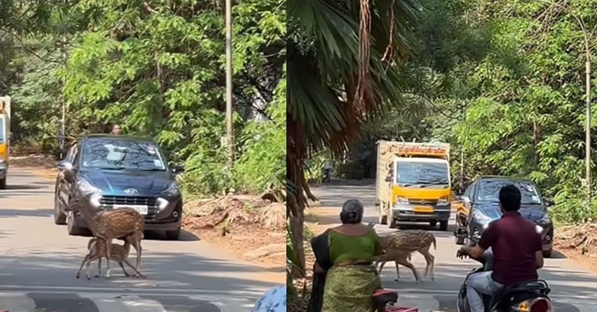 Chennai Campus Stops for Nursing Deer and Fawn