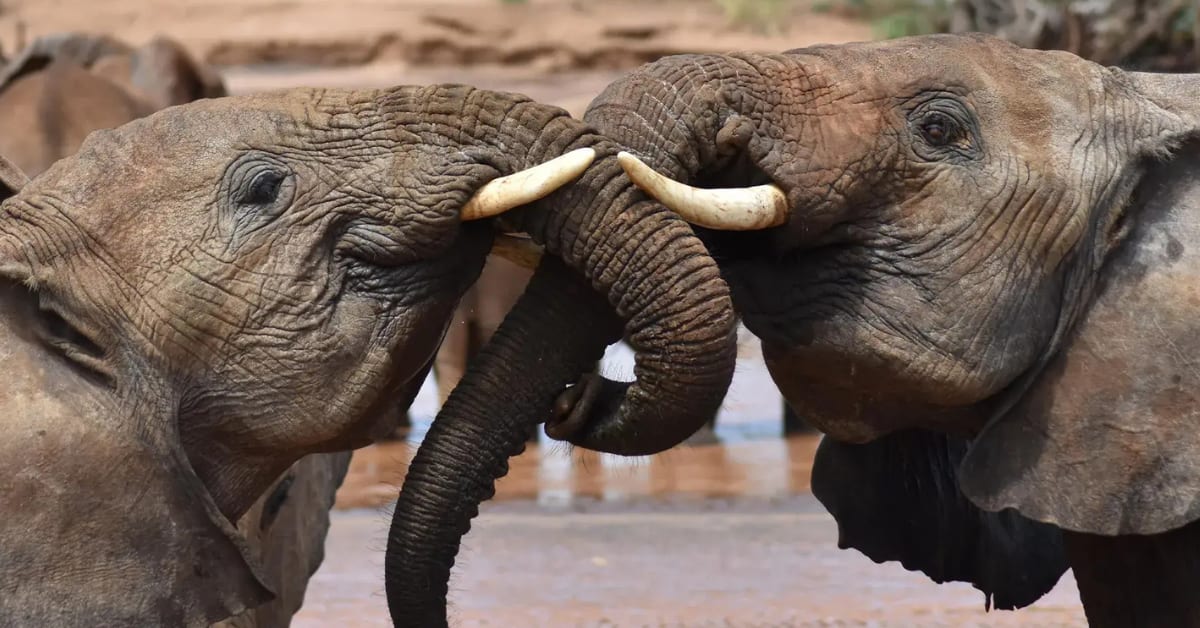 Researcher using computer technology to analyze and decode animal communication patterns in wildlife