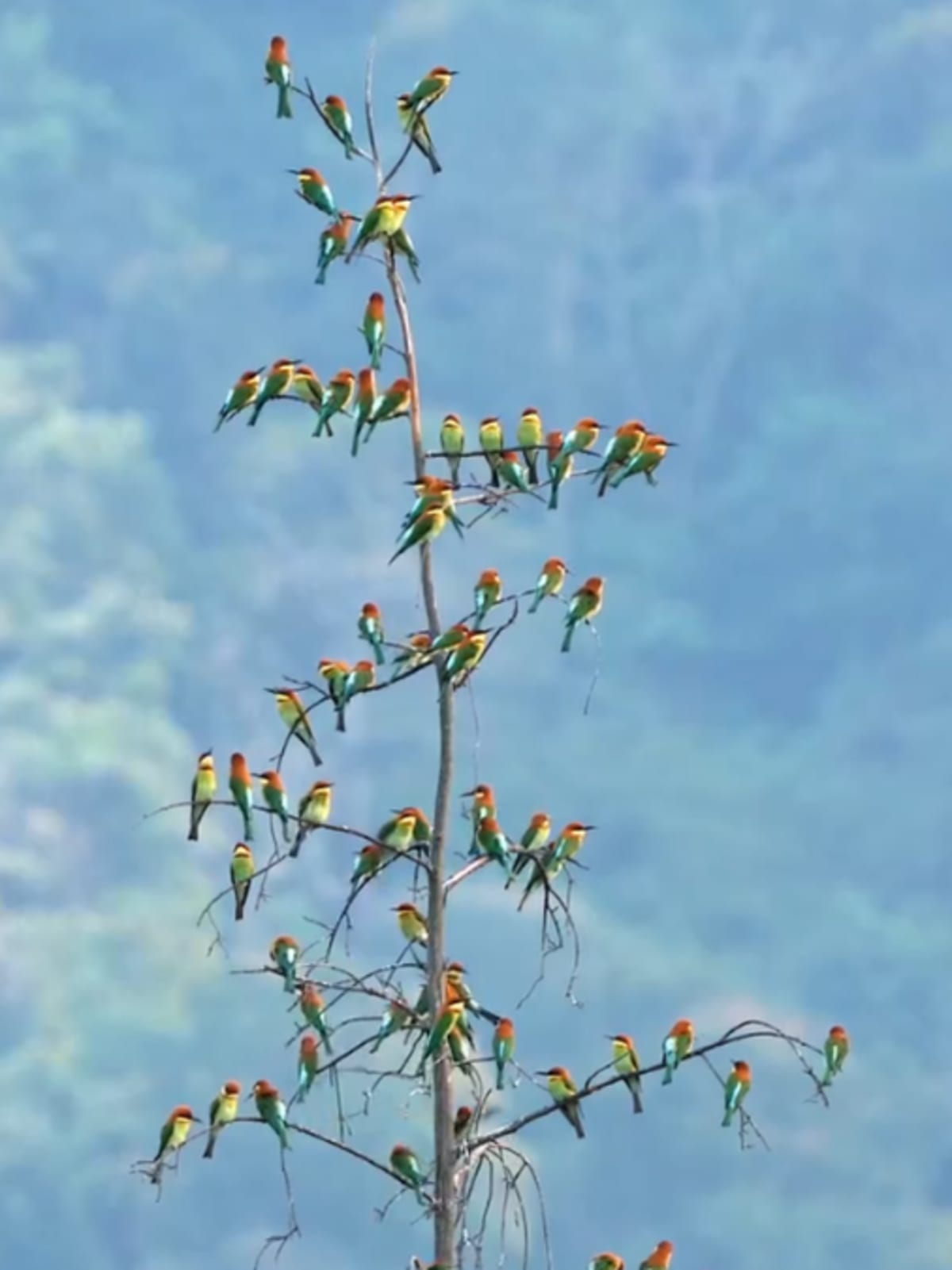 70 Bee-Eaters in Tamil Nadu Signal Thriving Ecosystem