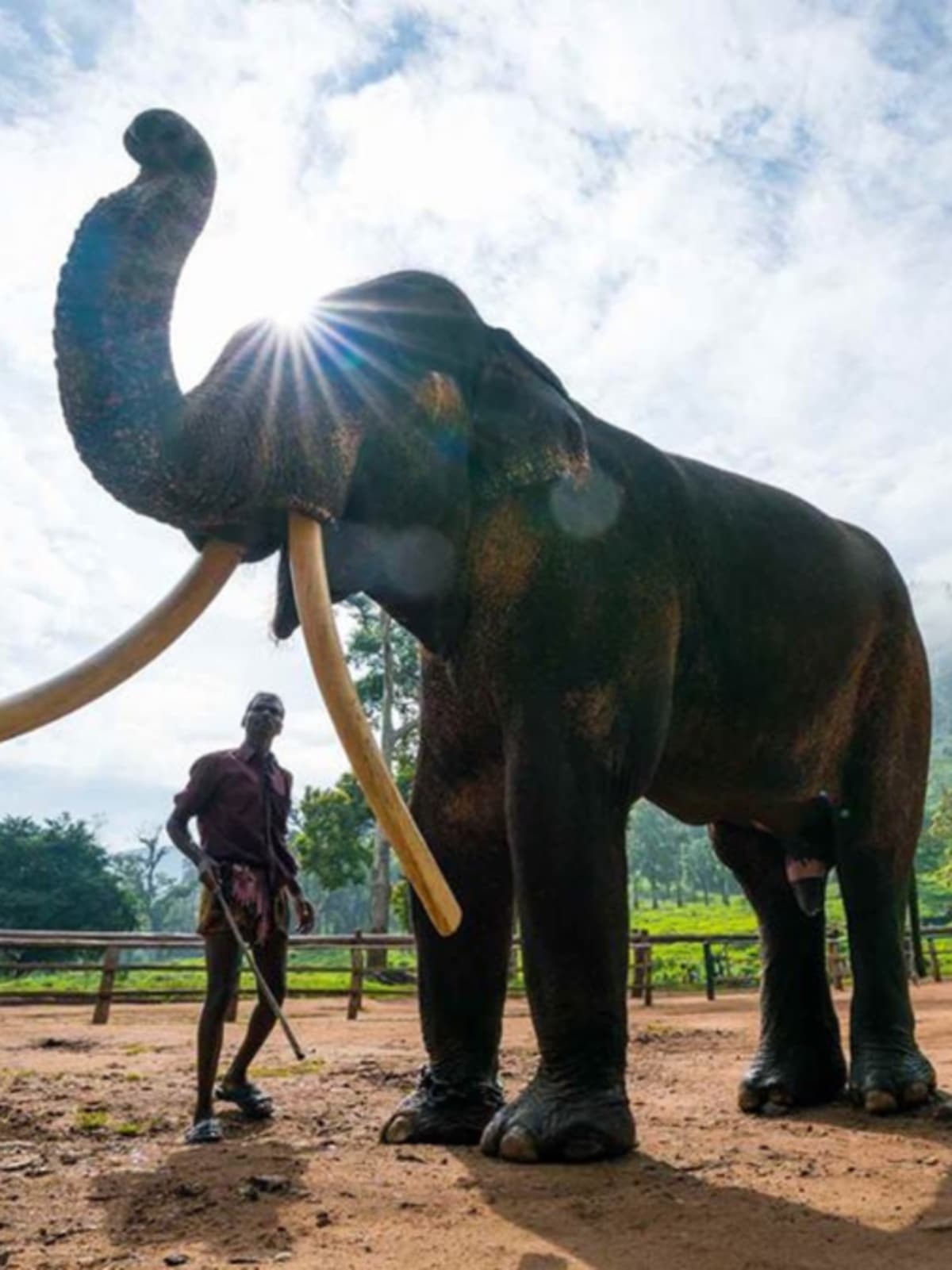 India's Elephant Camps Ditch Rides for Real Rescue Care