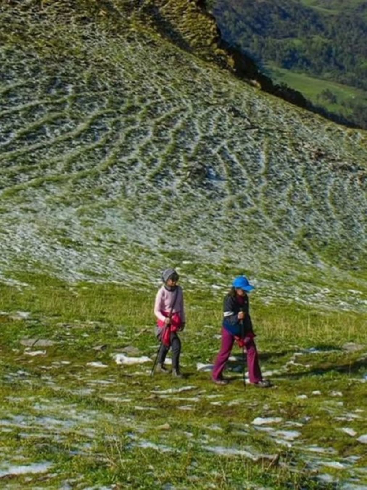 Colorful wildflowers blooming along mountain meadow trail with snow-capped Himalayan peaks in background