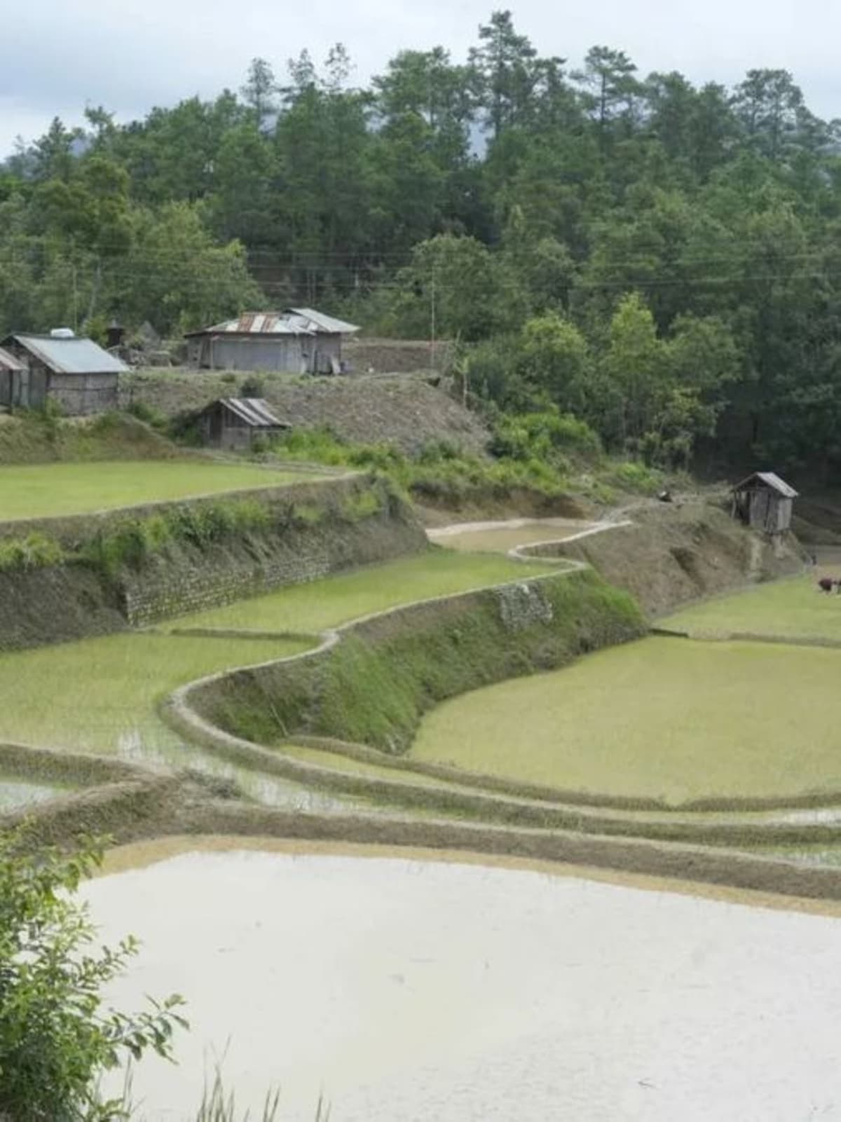 Farmers working in green fields with rainwater harvesting structures in rural Odisha, India