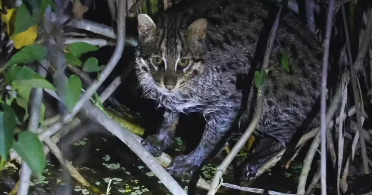 Rare fishing cat with distinctive spotted coat photographed near wetlands in Rajaji National Park, India