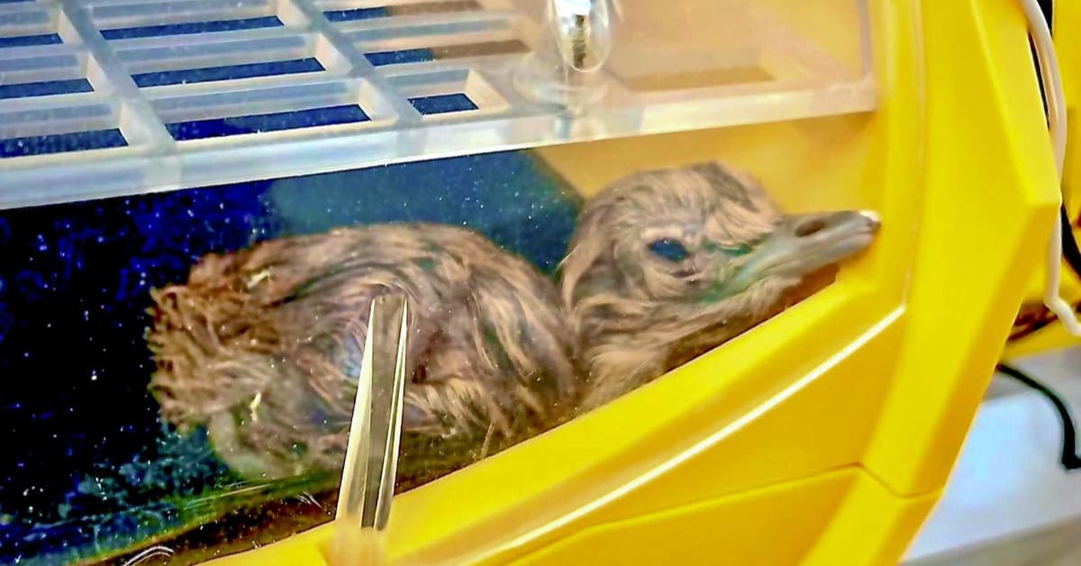 ** Week-old Great Indian Bustard chick standing in grasslands under mother's protection