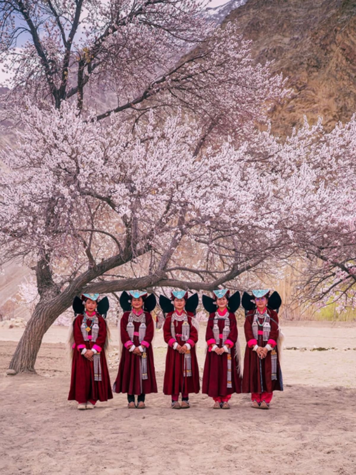 Pink and white apricot blossoms covering trees in Ladakh's mountain valley with traditional homes nearby