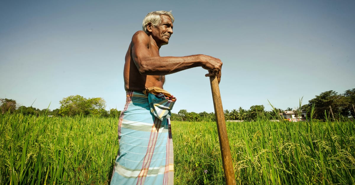 Farmer working in golden mustard fields in rural Rajasthan India at sunrise