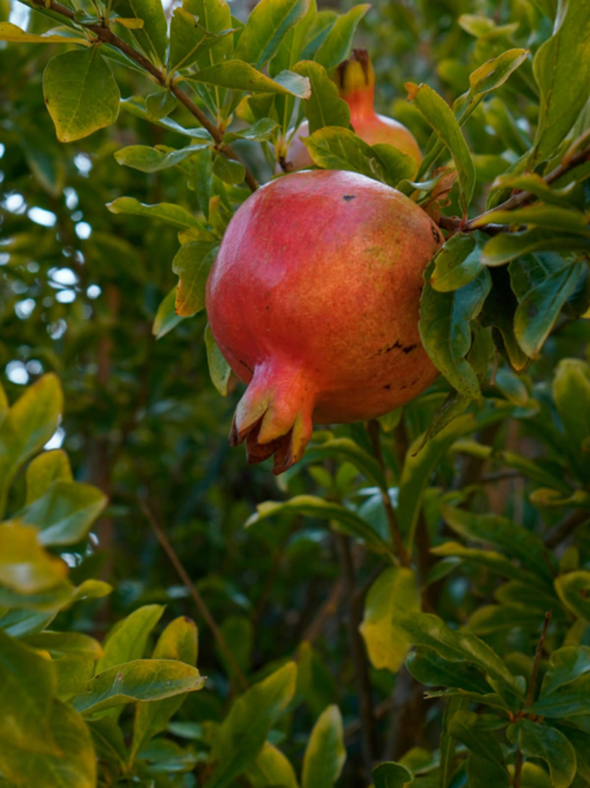 Fresh pomegranates growing on tree branch with green leaves in sunny garden