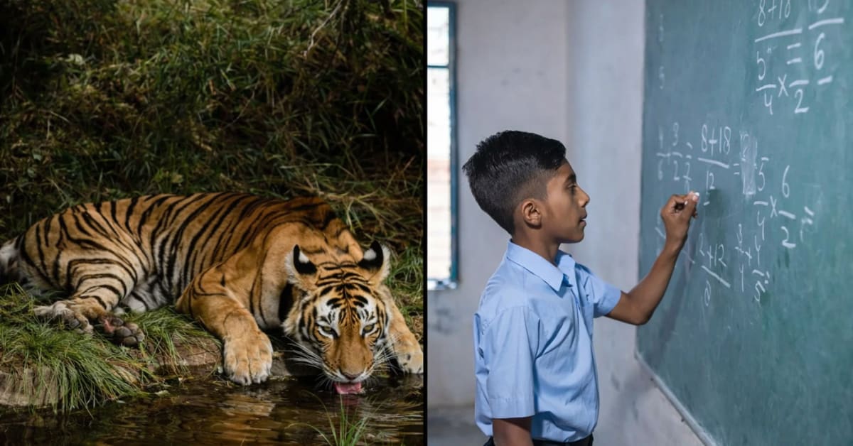 ** Bengal tiger walking through lush forest undergrowth in rural India conservation area