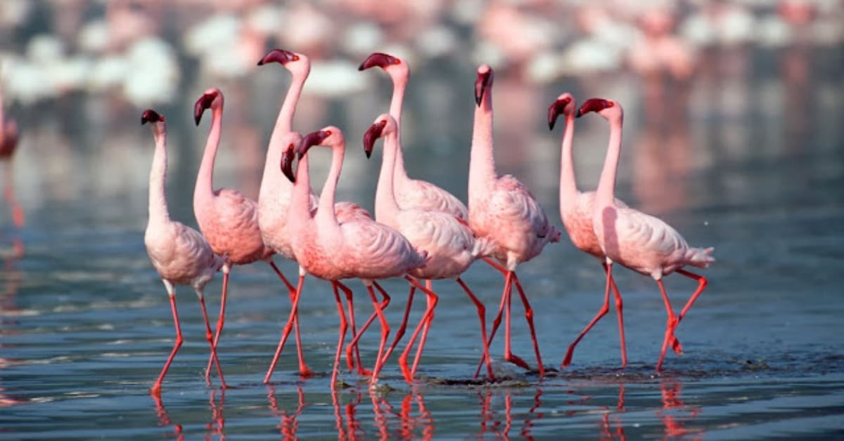 Aerial view of thousands of pink flamingos covering shallow wetlands in Kutch desert