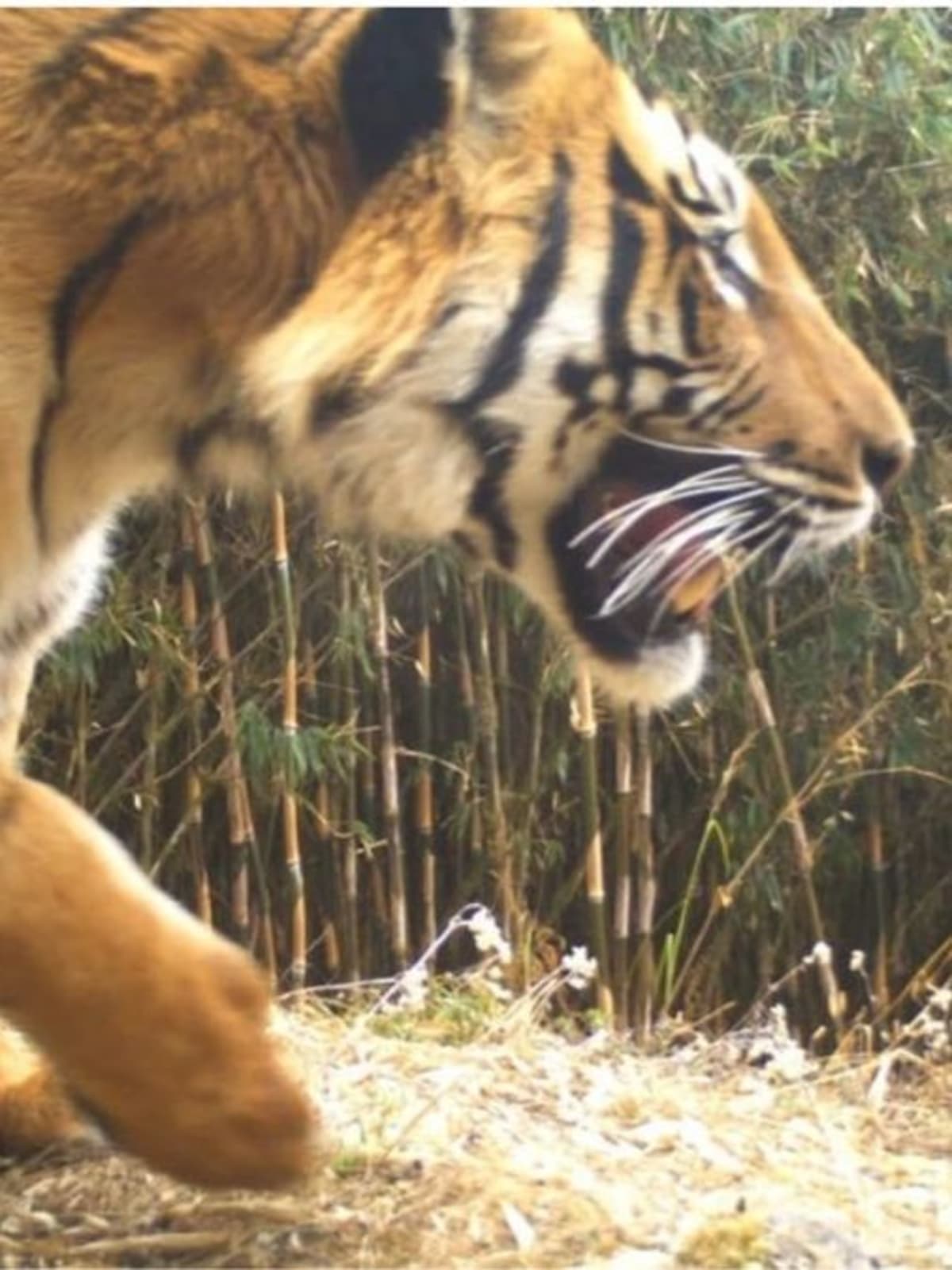 Sikkim's Legendary 'Uncle Tiger' Proven Real After Centuries