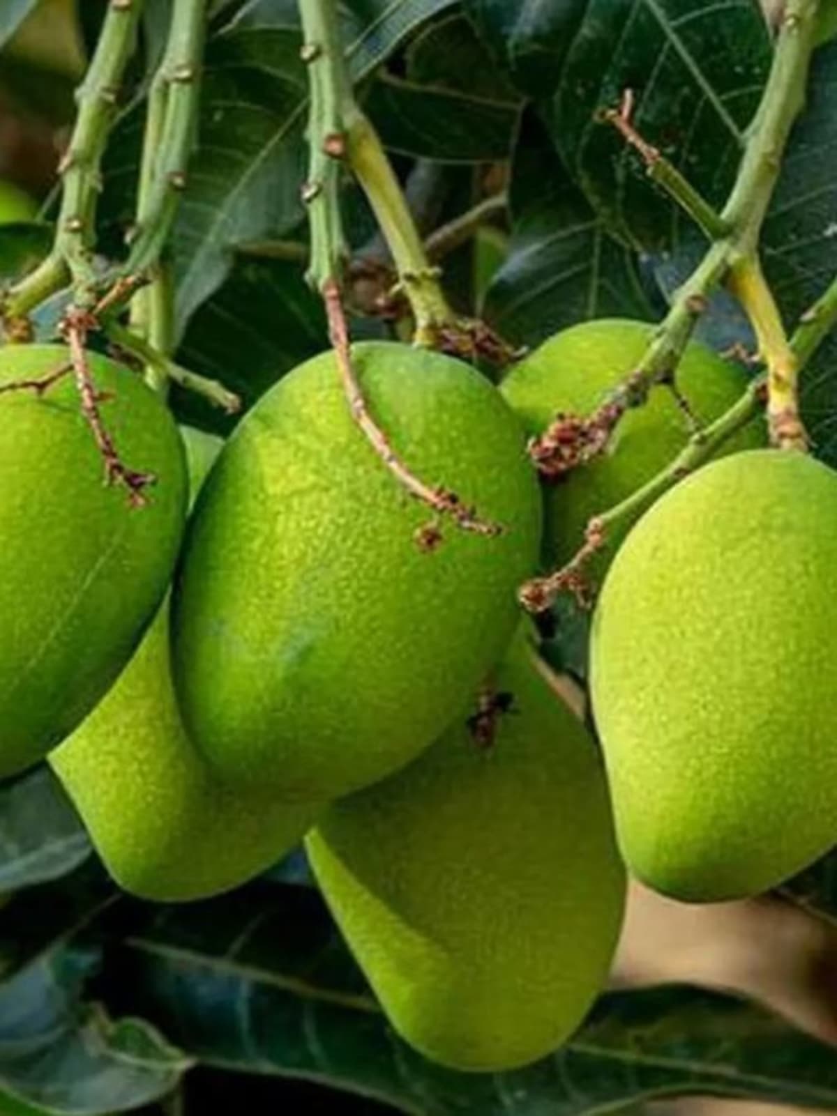 Colorful assortment of rare Indian mango varieties displayed together showing different sizes and colors