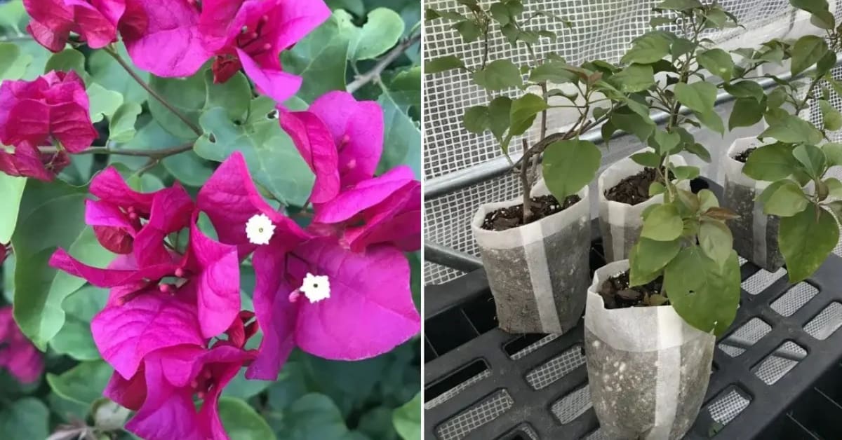 Bougainvillaea cutting being dipped in fresh aloe vera gel for natural root propagation