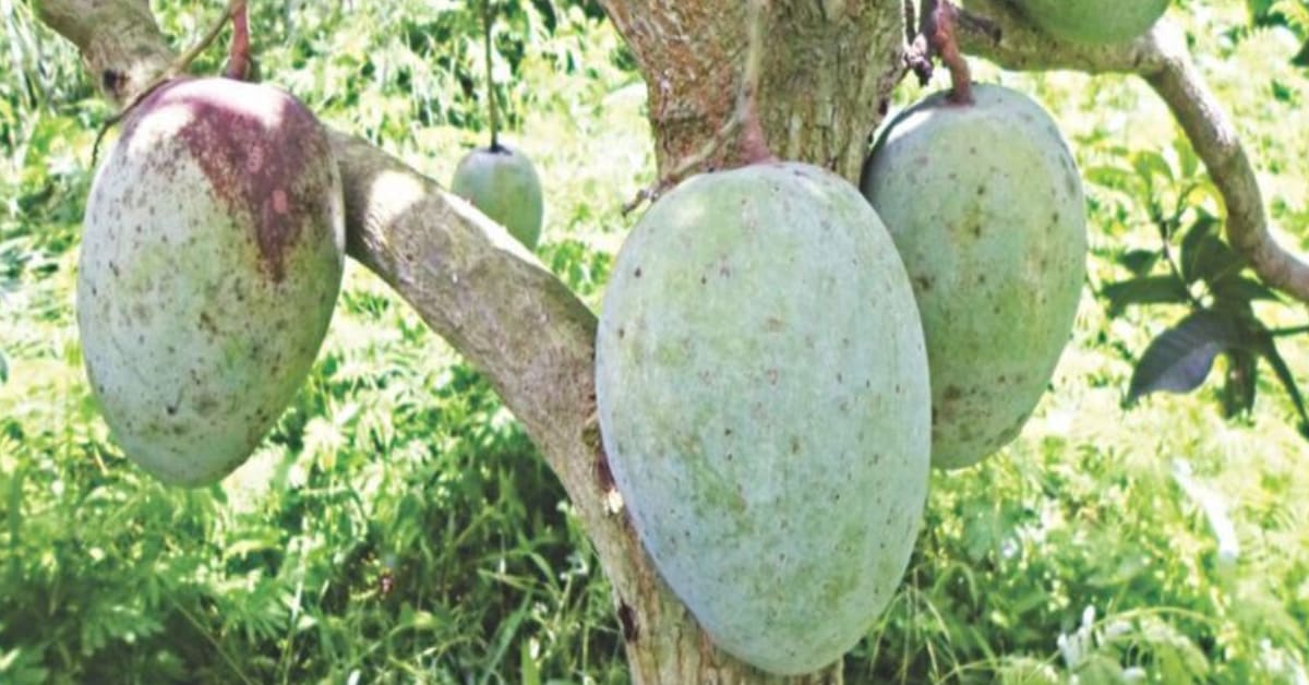 India's Forgotten Jehangir Mango Still Grows in Hidden Orchards
