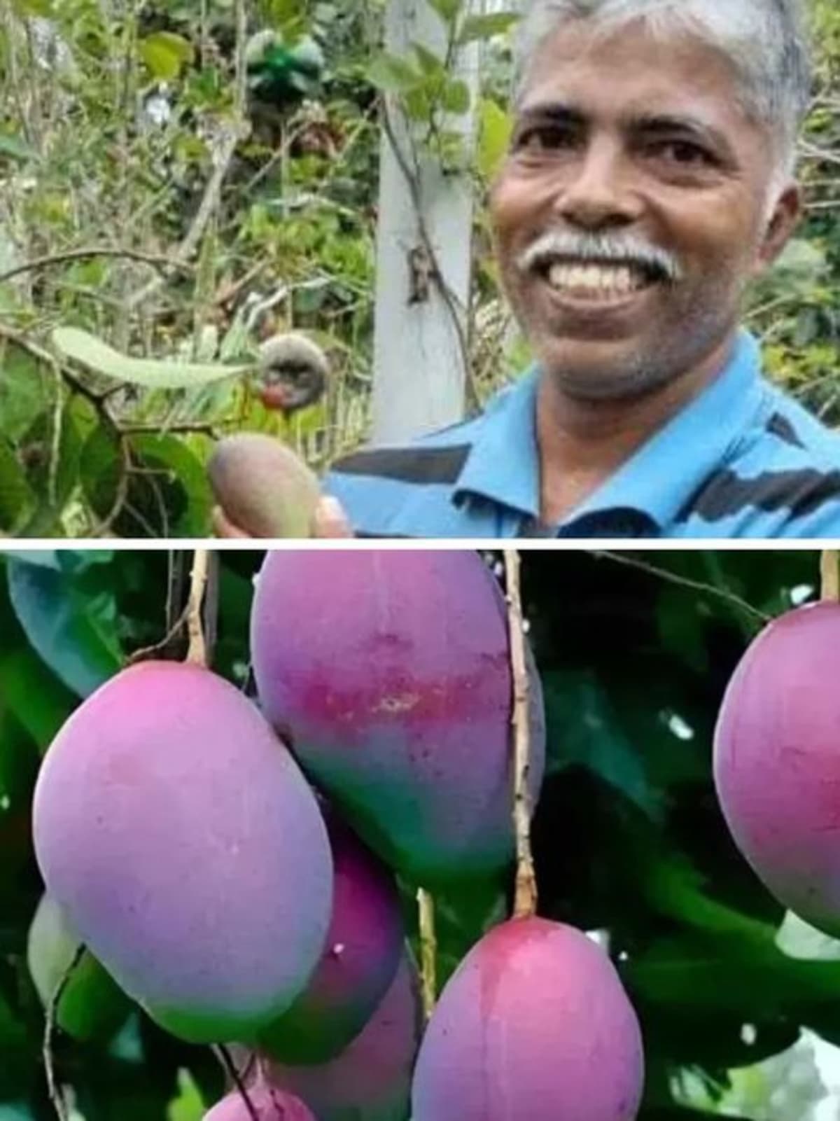 Indian Rooftop Garden Grows World's Priciest Mango