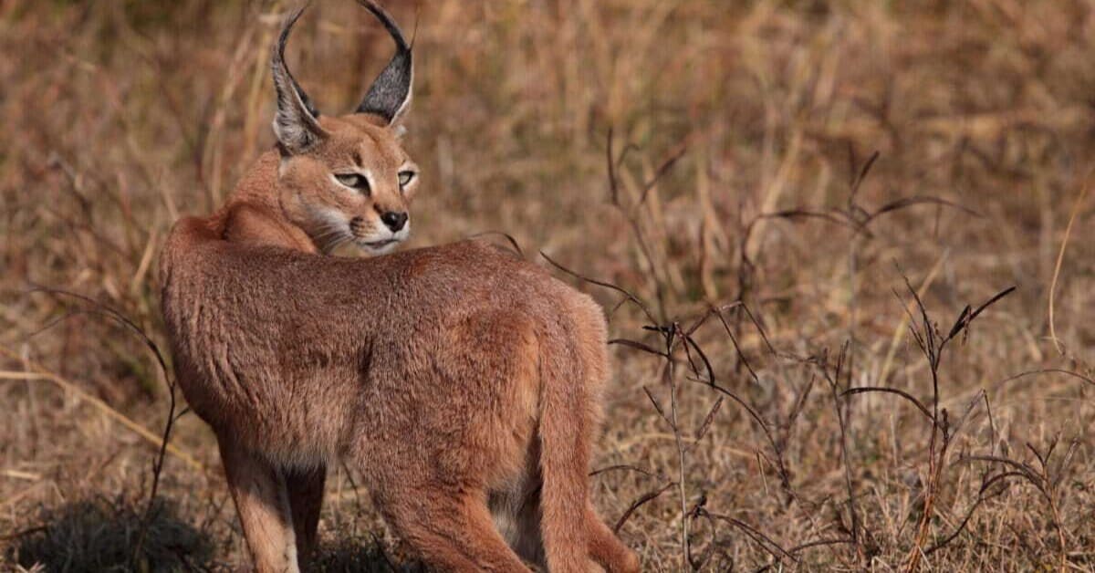 India's 'Desert Lynx' Bounces Back in Rajasthan