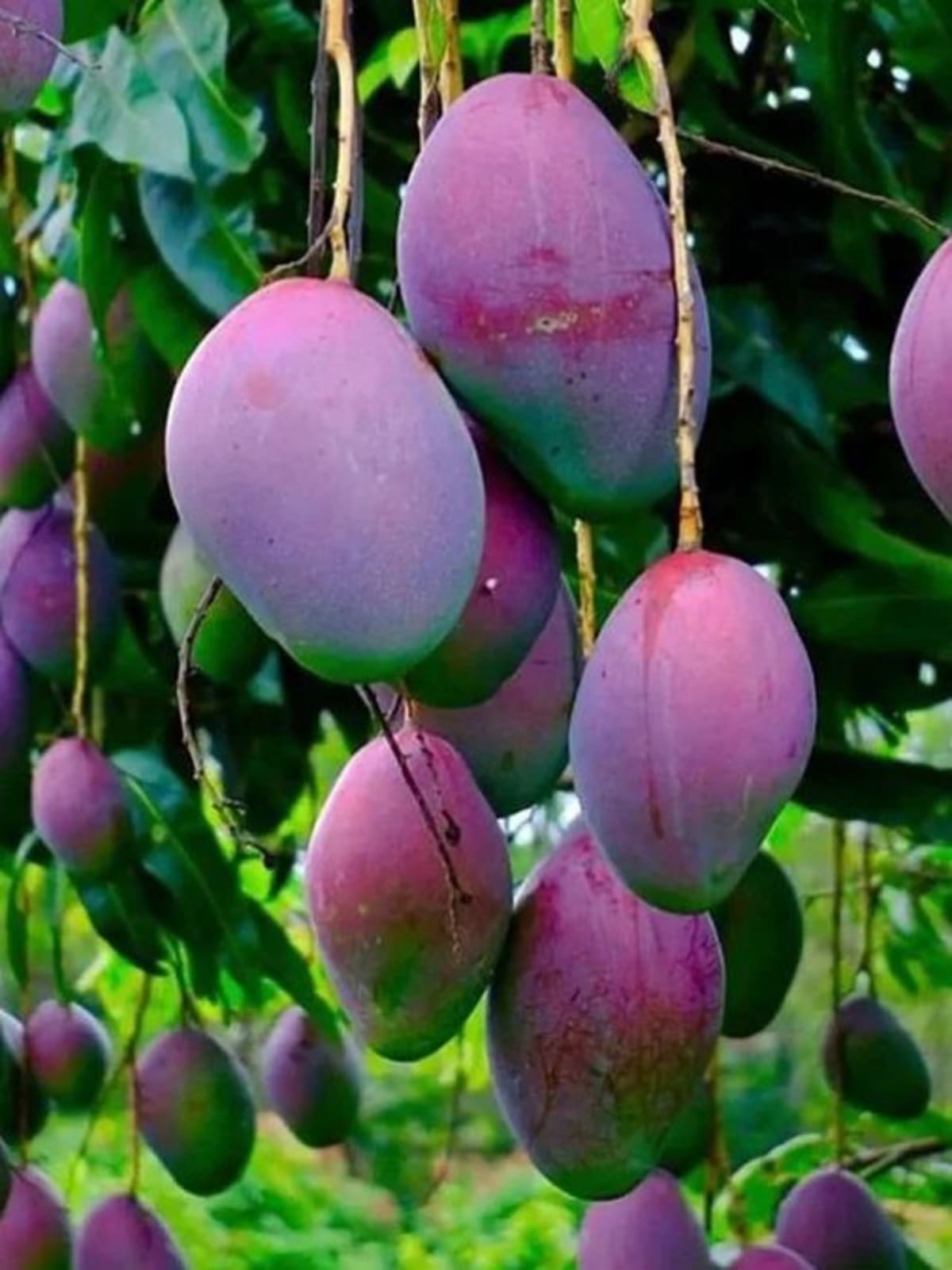 Indian Farmers Boost Mango Yields With Soil Wisdom