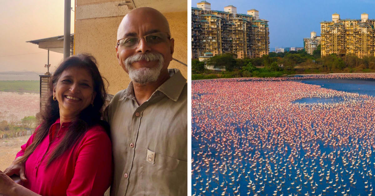 Mumbai Couple's Morning Walks Saved Wetland, 1000s of Flamingos