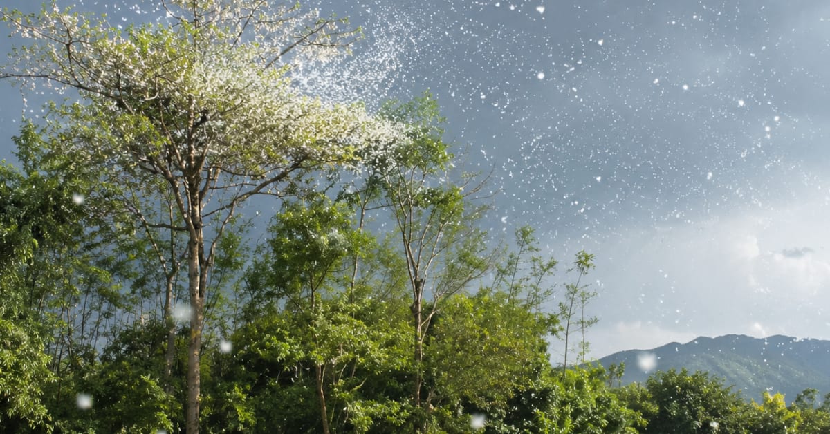 White fluffy silk cotton tree seeds floating through the air above Manipur valley landscape