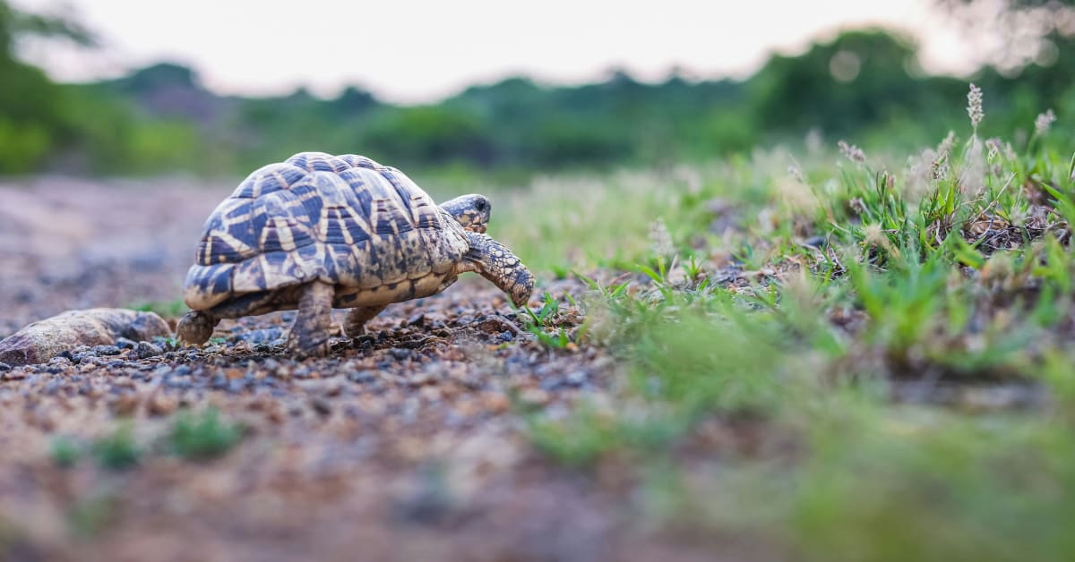 Freshwater turtle crossing a paved road during monsoon season in India