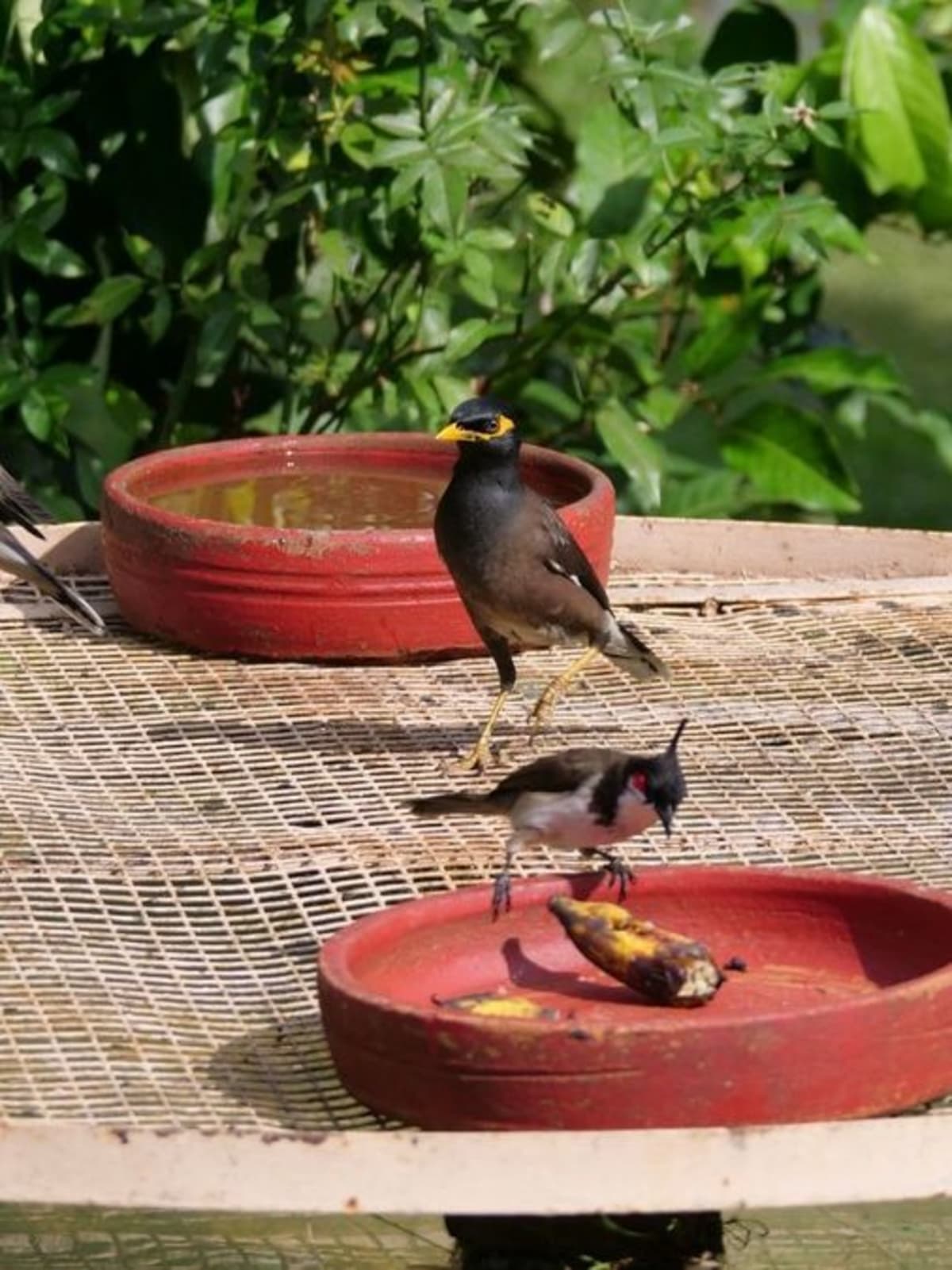 Shallow clay dish with pebbles and fresh water for sparrows in shaded garden spot