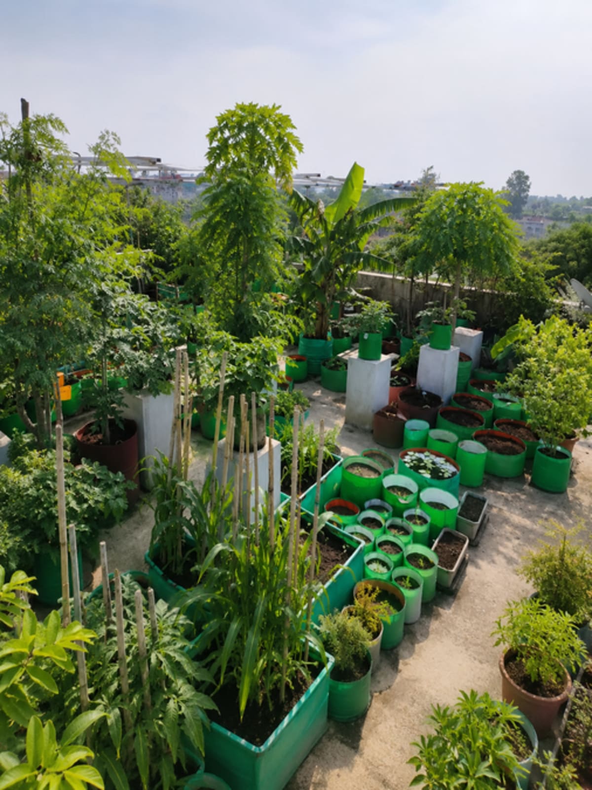 Lush green rooftop garden with potted plants shading sunny terrace in Indian city