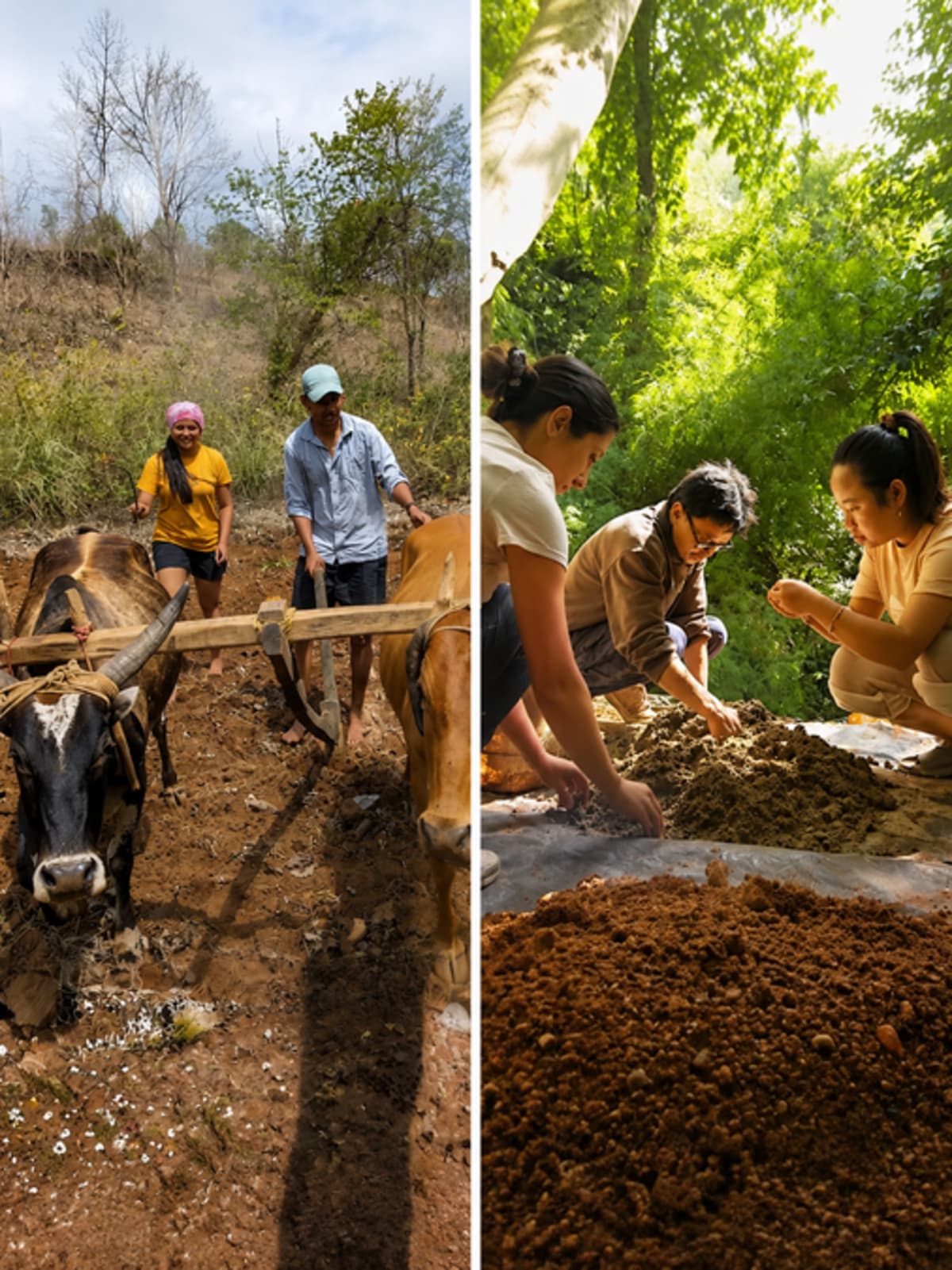 6 Indian Eco-Stays Where Your Vacation Heals the Planet