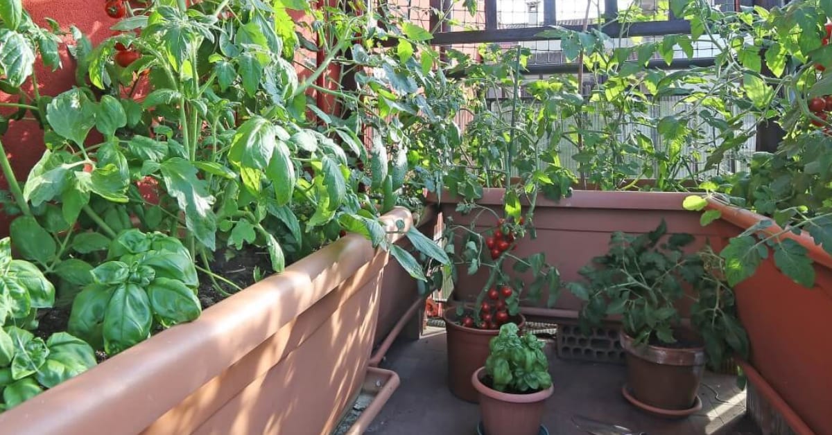 Healthy green garden plants surrounded by protective mulch layer in terracotta pots