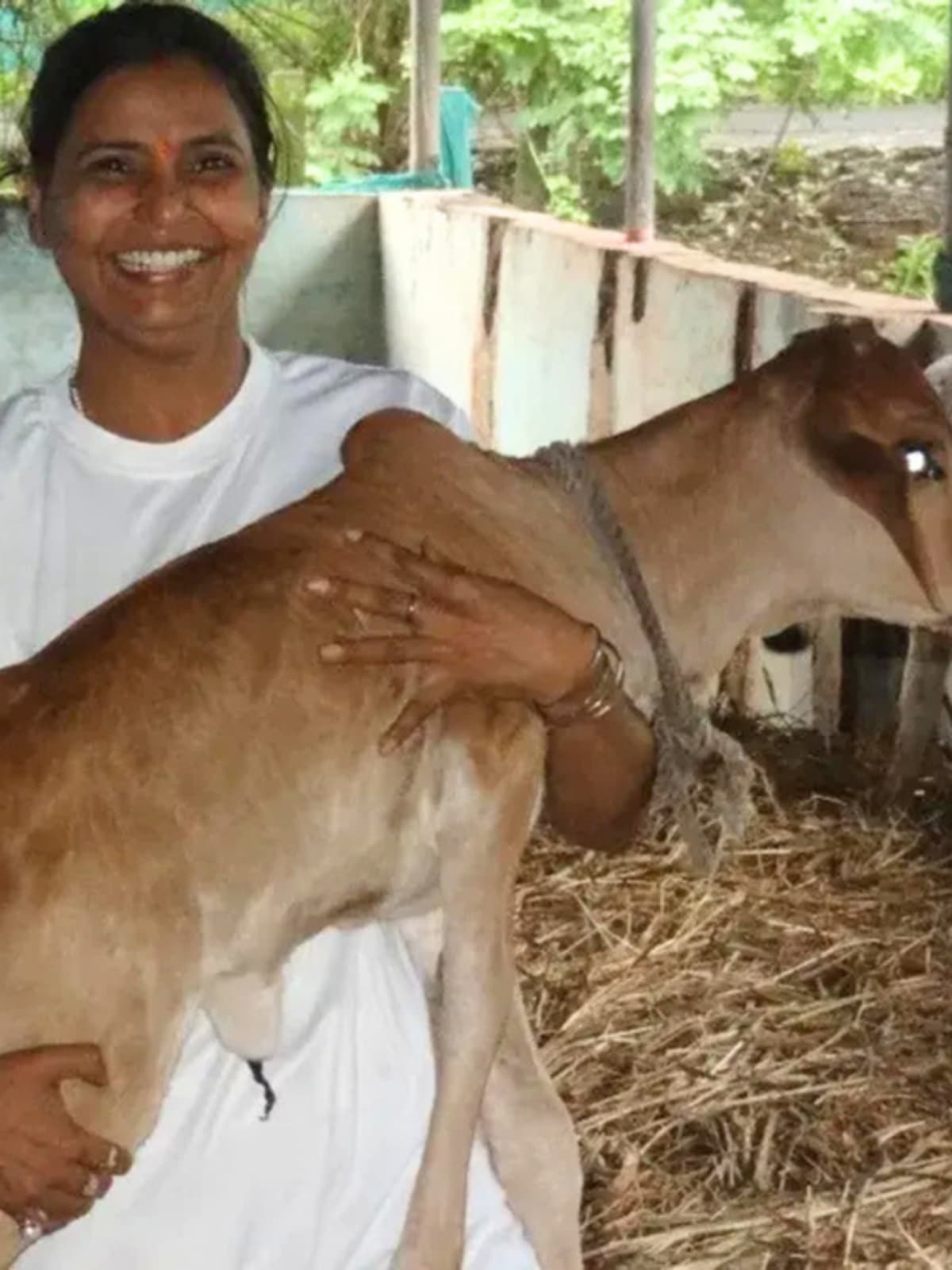 Indian dairy farmer tending to healthy free-roaming cows on organic sustainable farm