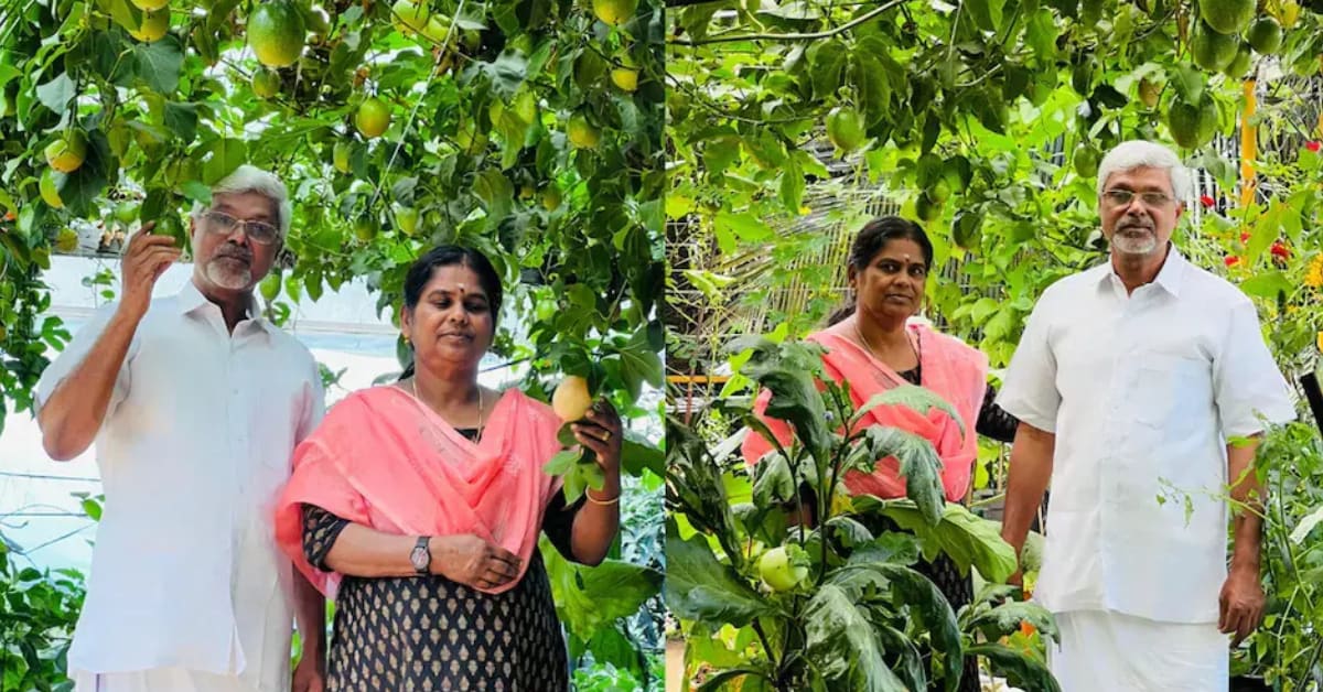 ** Elderly man tending to lush passion fruit vines growing on rooftop terrace in Kerala