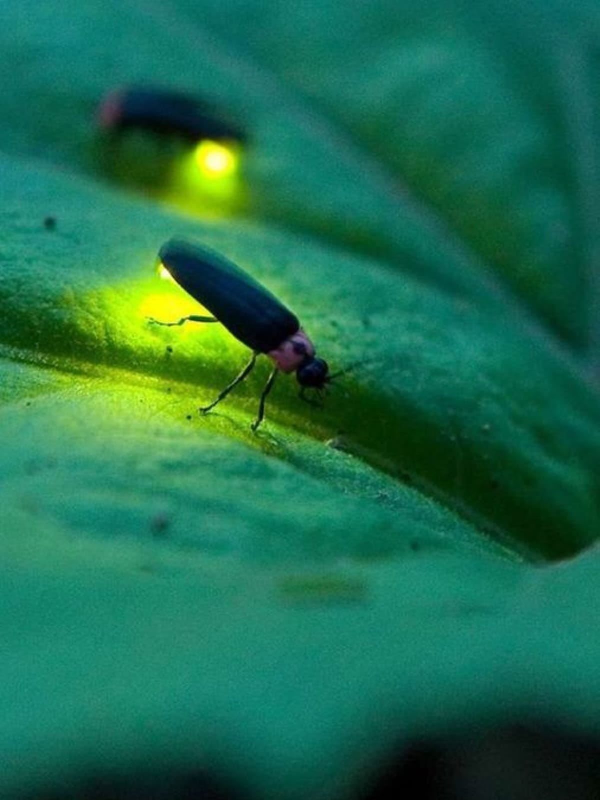 Thousands of glowing fireflies illuminate dark forest canopy in Maharashtra during monsoon season