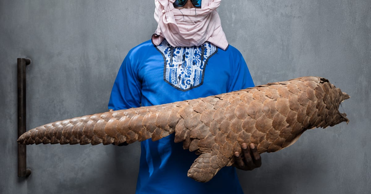 DNA Tool Traces Trafficked Pangolins Back to Origin Forest
