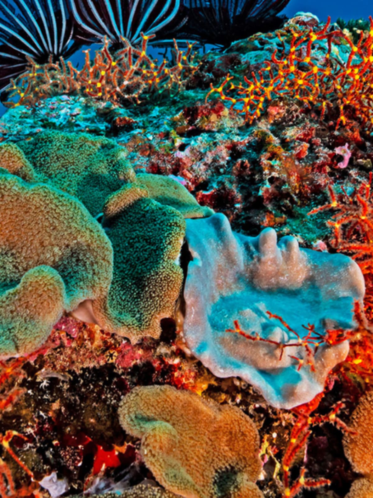 Lakshadweep: India's Coral Islands Battle Climate Change
