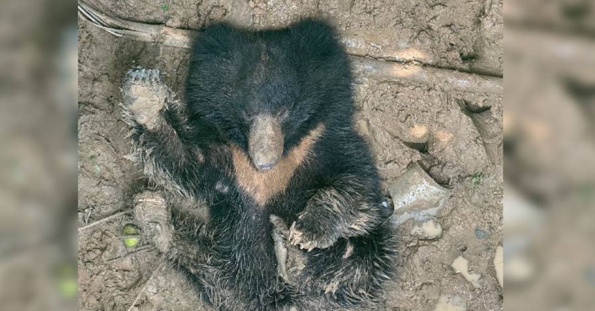Rescuers Save Dehydrated Bear Trapped in Well in India