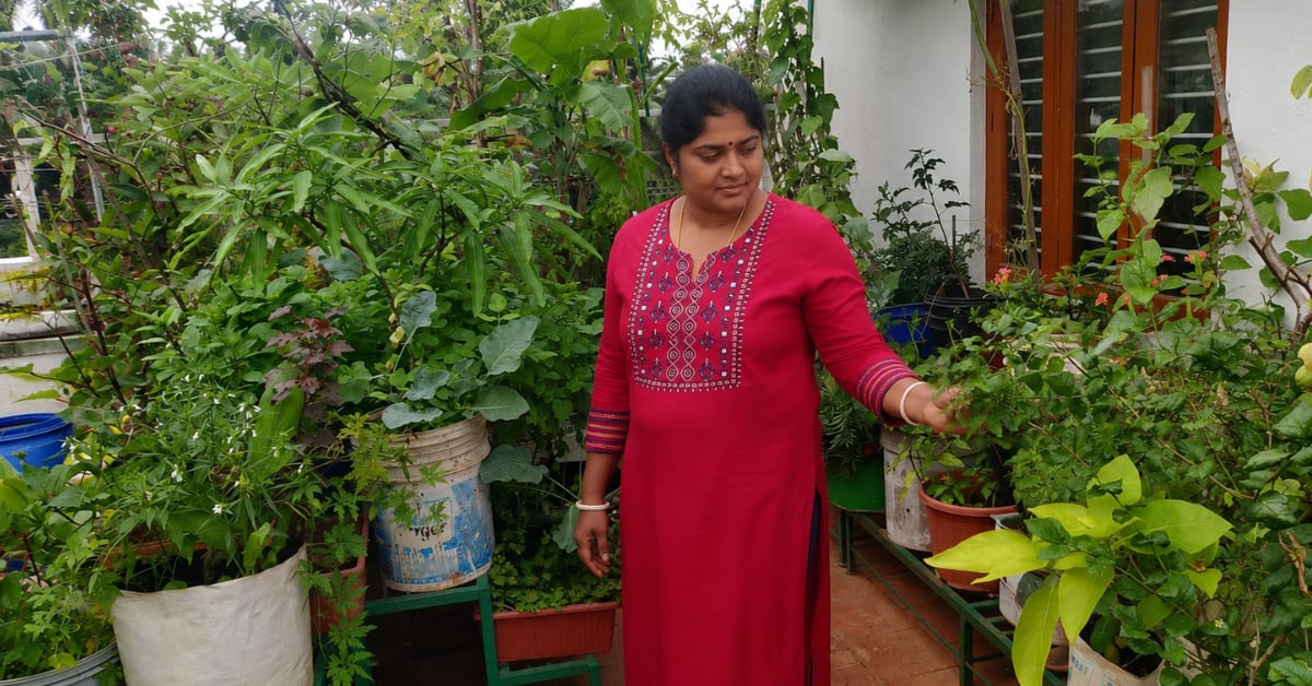 Lush green terrace garden with cucumber vines growing on support structures in Bengaluru