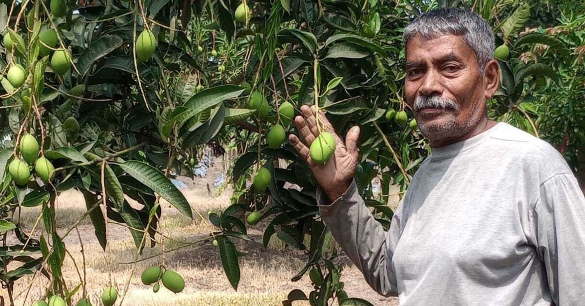 Dofala mangoes hanging from tree branches in West Bengal orchard during off-season harvest