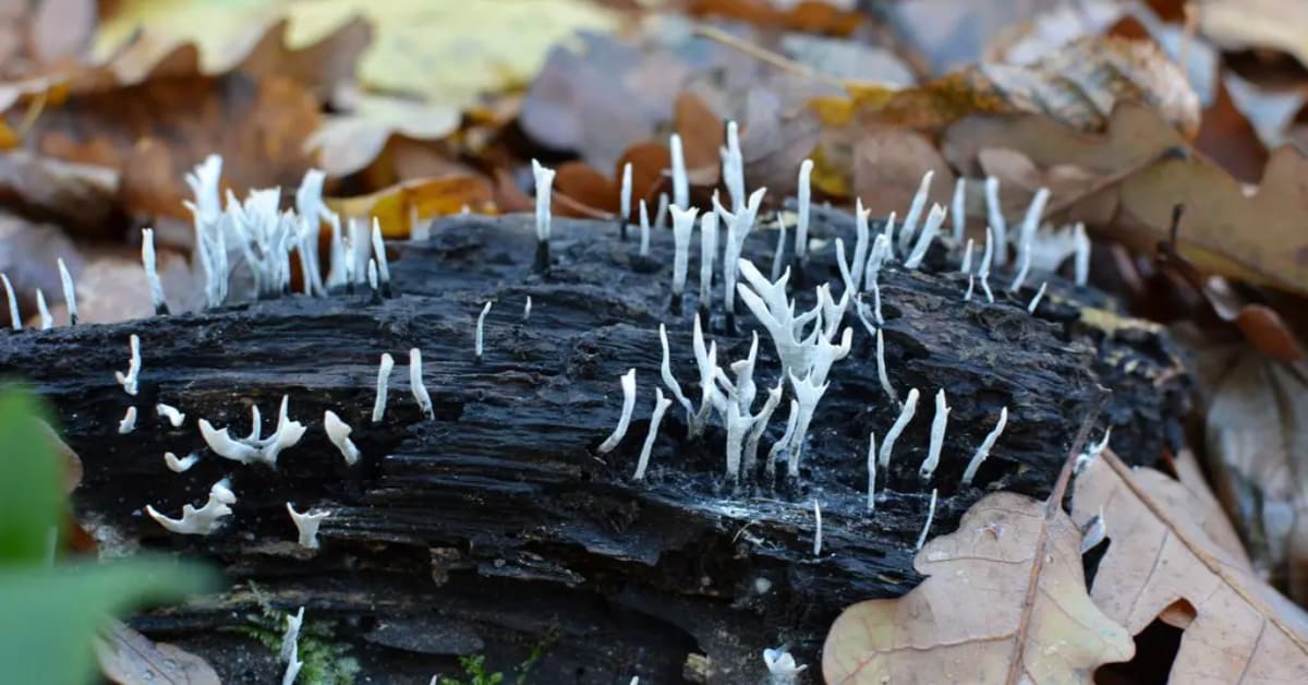 India's Cave Fungi May Lead to New Medicines and Space Tech