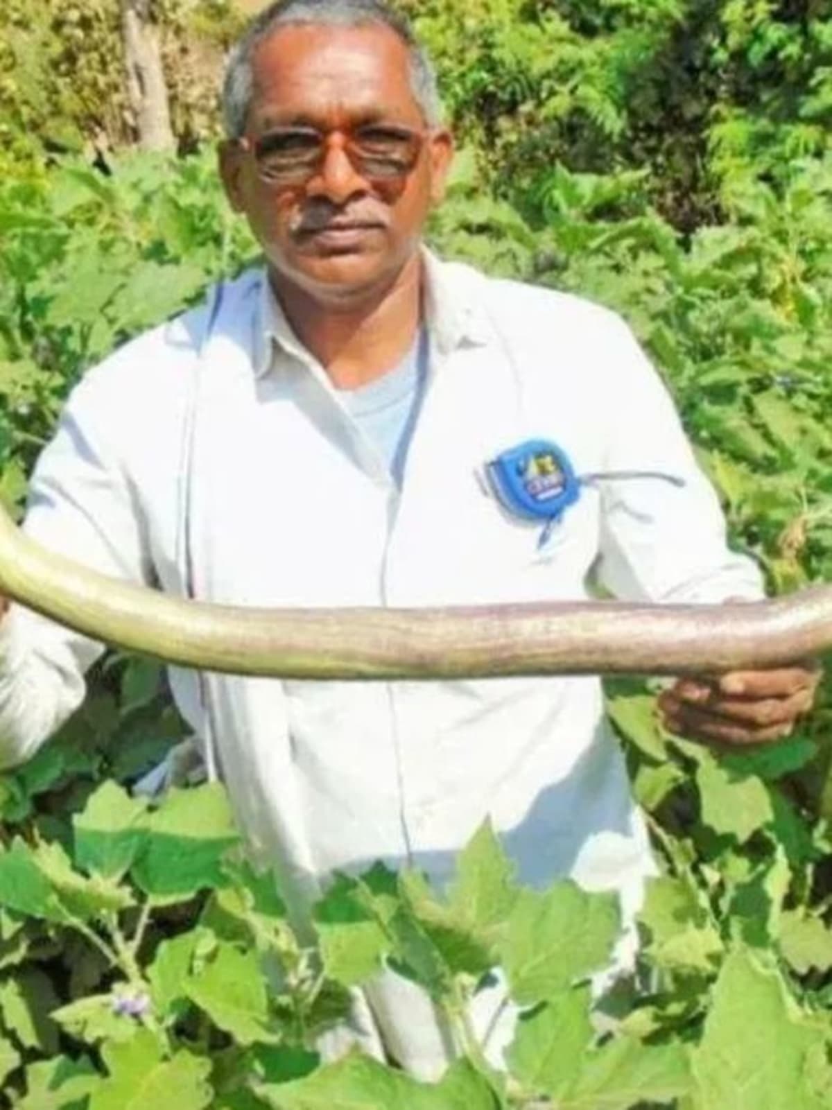 Giant Niranjan Bhata brinjal measuring over 1.7 feet long, developed by Chhattisgarh farmer Leelaram Sahu
