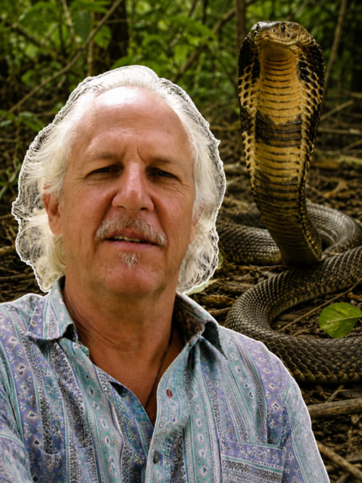 Romulus Whitaker working with snakes at conservation facility in India