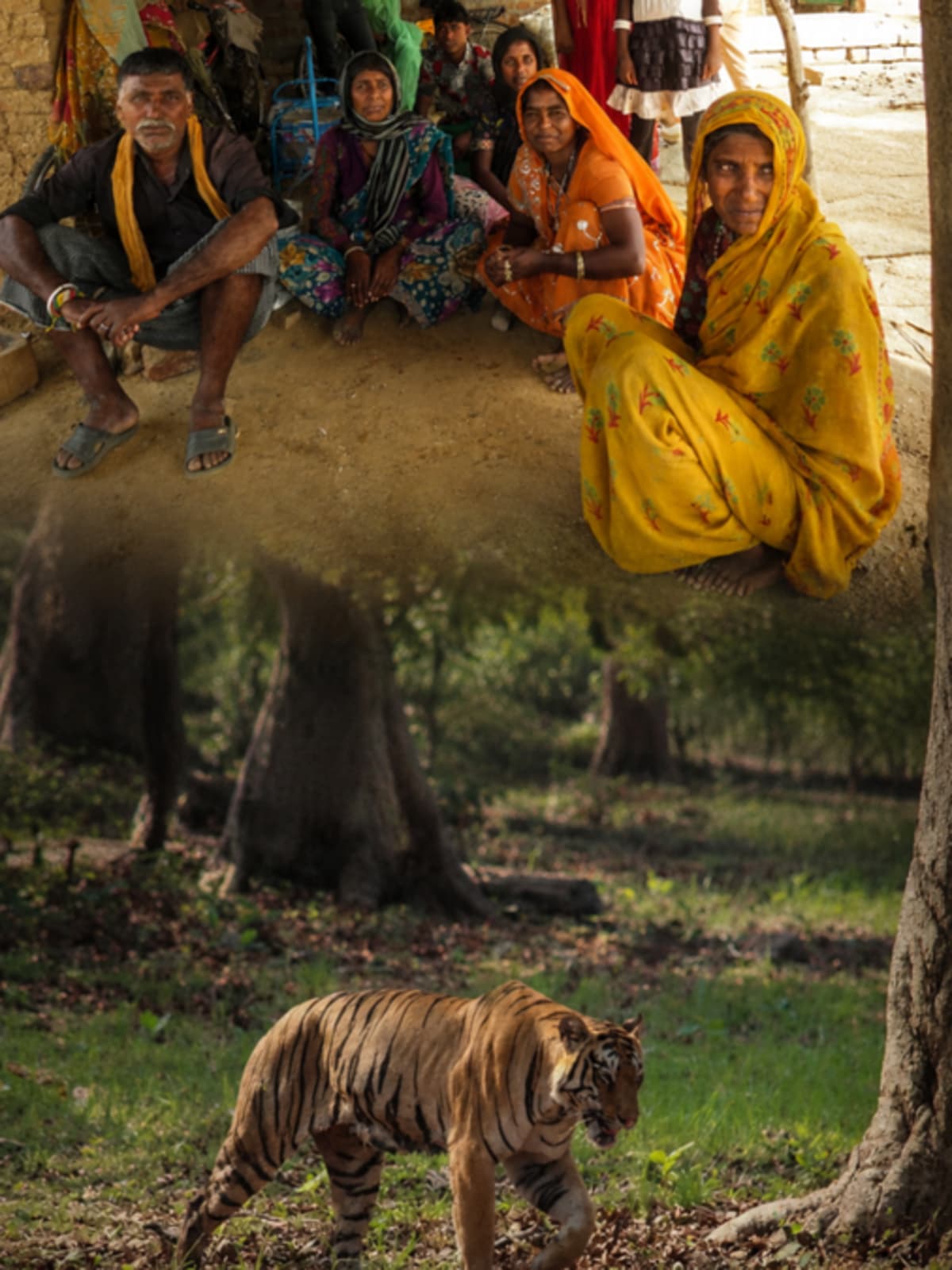 Former Hunters Now Guard Tigers They Once Tracked in India