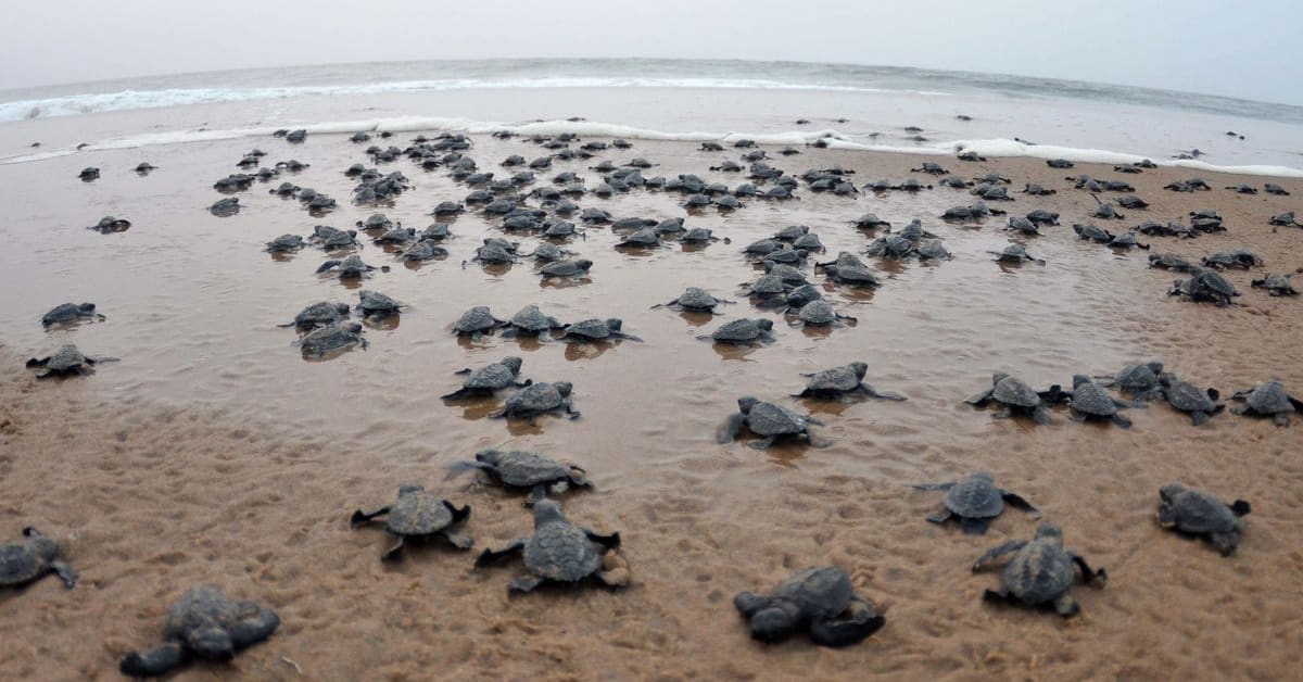 ** Olive Ridley sea turtles gathering on sandy beach in Odisha, India during mass nesting event